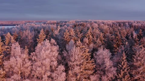 Aerial View of Winter Forest Stock Footage 256807513