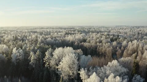 Aerial View of Winter Forest Stock Footage 258174383