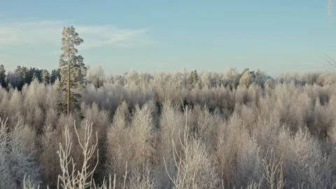 Aerial View of Winter Forest Stock Footage 258176906