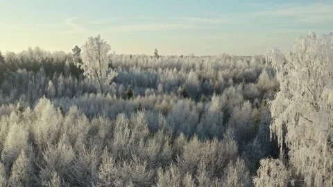 Aerial View of Winter Forest Stock Footage 258288463