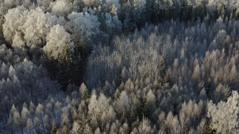 Aerial View of Winter Forest Stock Footage 258288492