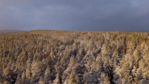 Aerial view of winter forest Видео 297282412