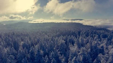Aerial view of winter forest. Stock Photos
