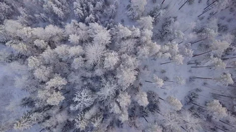 Aerial view of the winter forest. Snow-covered forest. Vidéo 130309390