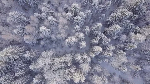 Aerial view of the winter forest. Snow-covered forest. Vídeo Stock 130309699
