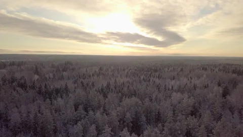 Aerial view of the winter forest. Snow-covered forest. 스톡 동영상 130309811