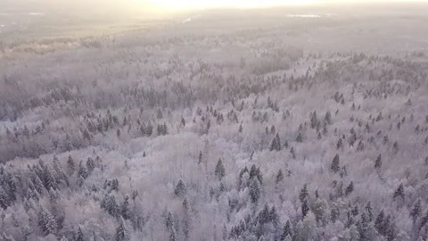 Aerial view of the winter forest. Snow-covered forest. 스톡 동영상 130309919