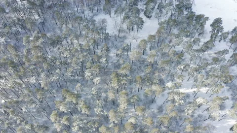 Aerial view of winter forest in snow. Stock Footage 147718169