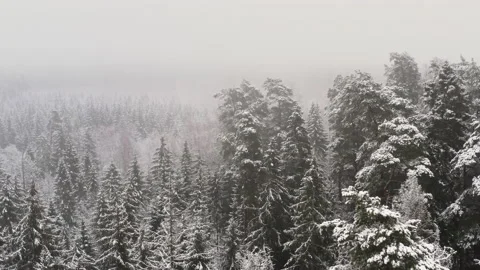 Aerial view of winter forest with snow. Flight over a misty winter forest. Stock Footage 219345776