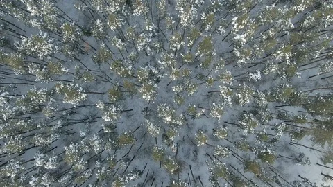 Aerial view: winter forest. Snowy tree branch in a view of the winter forest Stock Footage 120835298
