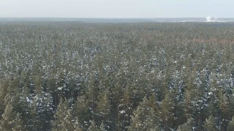 Aerial view: winter forest. Snowy tree branch in a view of the winter forest Vídeos de archivo 120836193