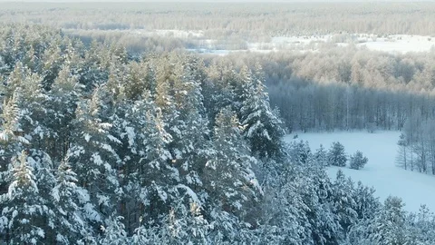 Aerial view: winter forest. Snowy tree branch in a view of the winter forest Stock Footage 120837963