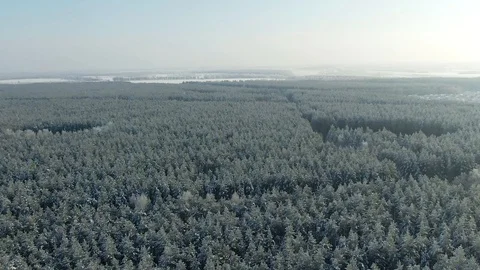 Aerial view: winter forest. Snowy tree branch in a view of the winter forest Stock Footage 120985545