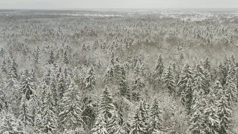 Aerial view. Winter forest. Spruce, pine. Drone. 4k. Fly over frozen snowy fir Stock Footage 113013194