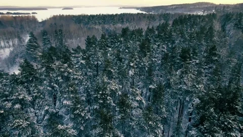 Aerial view of a winter forest in Sweden Stock Footage 262545708