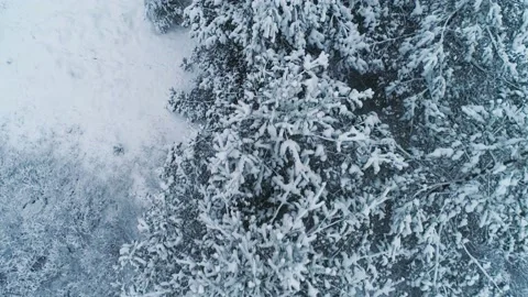 Aerial view of winter forest. Top view Stock Footage 148878445