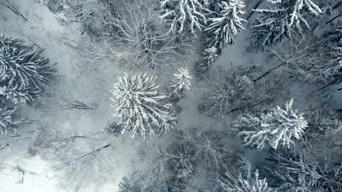 Aerial view of the winter forest. Trees strewn with snow. Drone shot Stock Footage 169548615