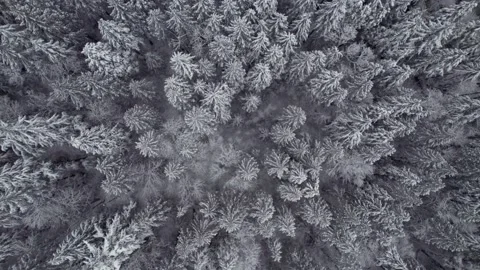 Aerial view of winter forest, trees covered in snow, snowy forest, winter Stock Footage 230194391