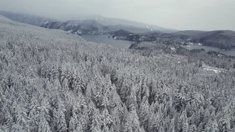 Aerial view of winter forest, trees covered in snow, snowy forest, winter Stock-Footage 230195770