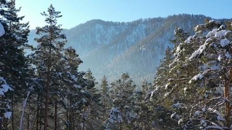Aerial view winter forest under the snow Stock Footage 122681900