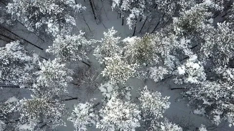 Aerial view of winter forest. the wind blows the snow from the trees. Stock Footage 100055125