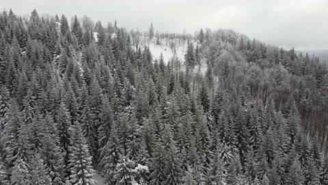Aerial view of the winter forests Video stock 148080146