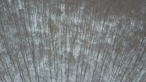 Aerial view on winter landscape with trees in deciduous forest covered with Stock Footage 147261966