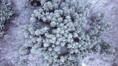 Aerial view of winter landscape with trees covered in snow 스톡 동영상 296526056
