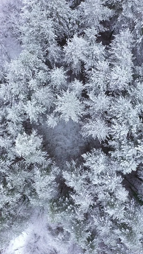 Aerial view of winter landscape with trees covered in snow 스톡 동영상 296526237
