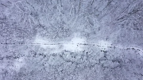 Aerial view of winter landscape with trees covered in snow 스톡 동영상 296533073