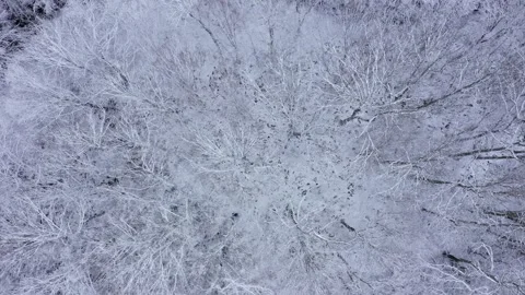 Aerial view of winter landscape with trees covered in snow 스톡 동영상 296533805