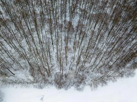 Aerial view on winter landscape with trees in deciduous forest covered with Stock Photos