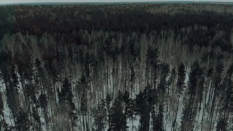 Aerial view. Winter mixed forest consisting of birch and pine trees. Trees with Stock Footage 128123690