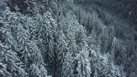 Aerial view of winter mixed forest. aerial view of falling snow on evergreen Stock Footage 170491186