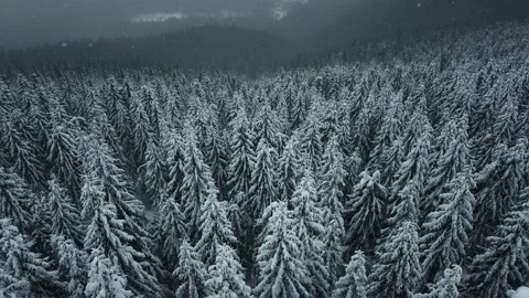 Aerial view of winter mixed forest. aerial view of falling snow on evergreen Stock Footage 170491314