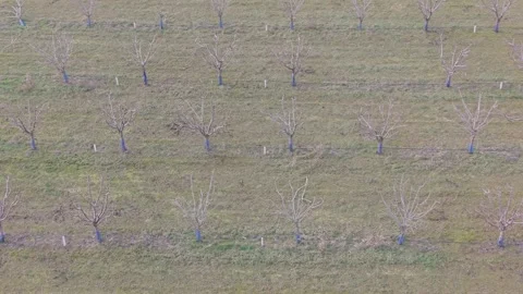 Aerial View of Winter Orchard with Bare Trees Stock Footage 328829040