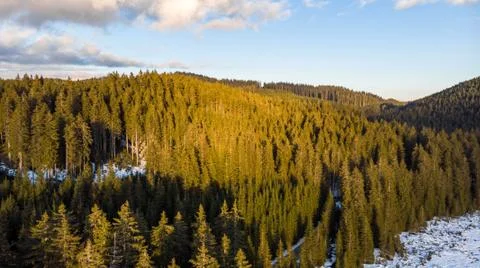 Aerial view of winter pine forest and meadows. Stock Photos