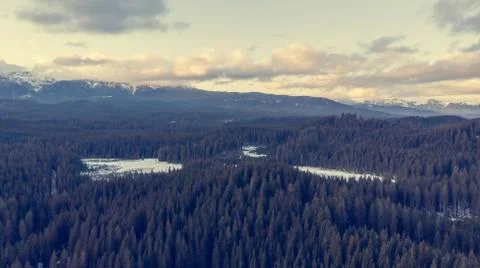 Aerial view of winter pine forest and meadows. Stock Photos