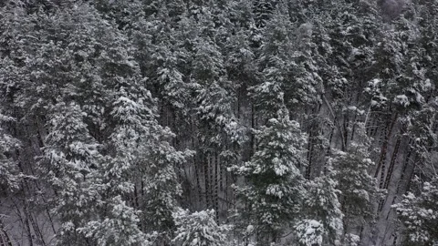 Aerial view of winter pine-tree forest covered by snow Vídeo Stock 202971789