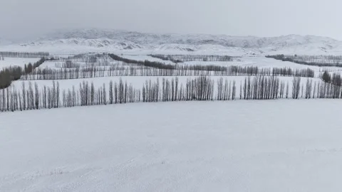 Aerial view of winter poplar forest lines across snowy fields in Xinjiang Stock Footage 336591261
