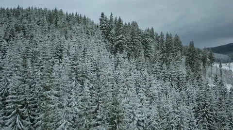 Aerial view winter ski slope and fir-tree mountains Carpathians 스톡 동영상 66462089