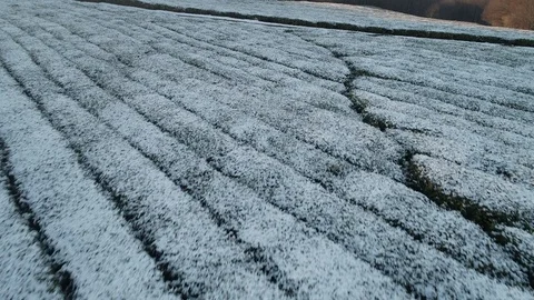Aerial view of the winter snow covered tea plantation Stock Footage 101834710