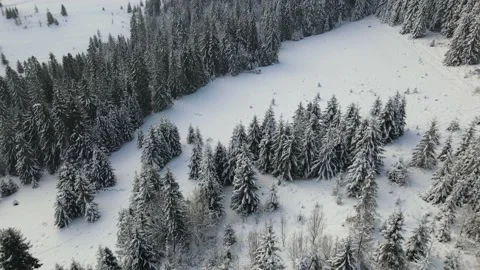 Aerial view of a winter snow-covered pine forest. Winter forest texture. Stock Footage 153801088