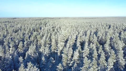 Aerial view of a winter snow covered pine forest. Winter forest texture. Stock Footage 225499507