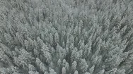 Aerial View Of Winter Snowy Forest In The North Of Russia. Stock Footage