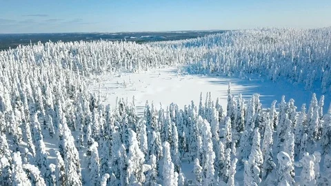 Aerial view of Winter Spruce and Pine Forest. Trees Covered with Snow in Finland Stock Footage 121059005