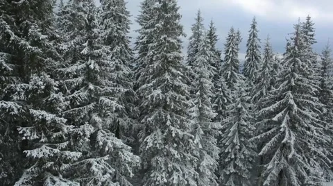 Aerial view winter tree mountains Carpathians 스톡 동영상 66462021
