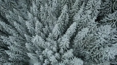 Aerial view winter tree mountains Carpathians 스톡 동영상 66462111