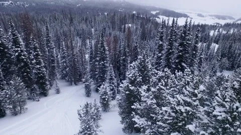 Aerial View of Winter Trees 스톡 동영상 61013863