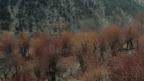 Aerial view of winter trees in the mountains Stock Footage 170573388
